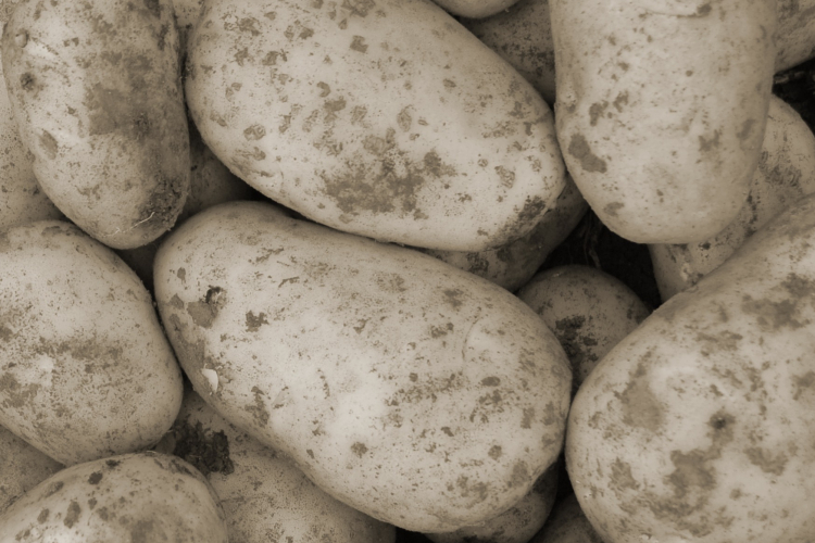 В Тимашевске досмотрели 700 тонн картофеля
