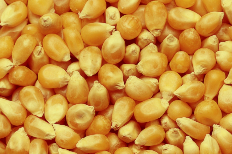 Фальсификация гибрида кукурузы установлена в ходе электрофореза запасных белков и хроматографического исследования