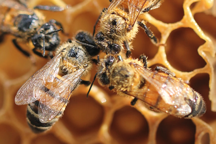 Технология обработки, хранение, фасовка: от чего зависит качество мёда?