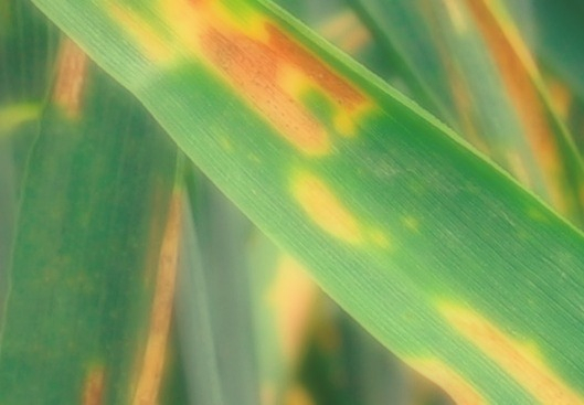 В Краснодаре выявлен возбудитель карантинного заболевания пятнистости листьев кукурузы