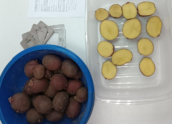 В Калининской лаборатории исследовали образцы 380 тонн семенного картофеля