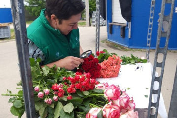 Партия из 150000 роз прошла экспертизу в Лабинской лаборатории