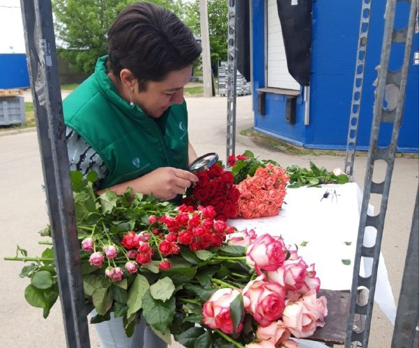 Партия из 150000 роз прошла экспертизу в Лабинской лаборатории